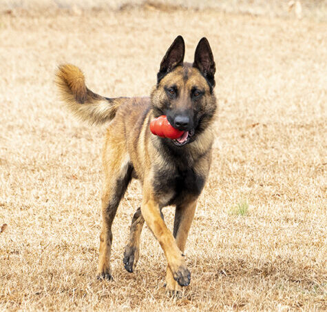 K9 with red toy
